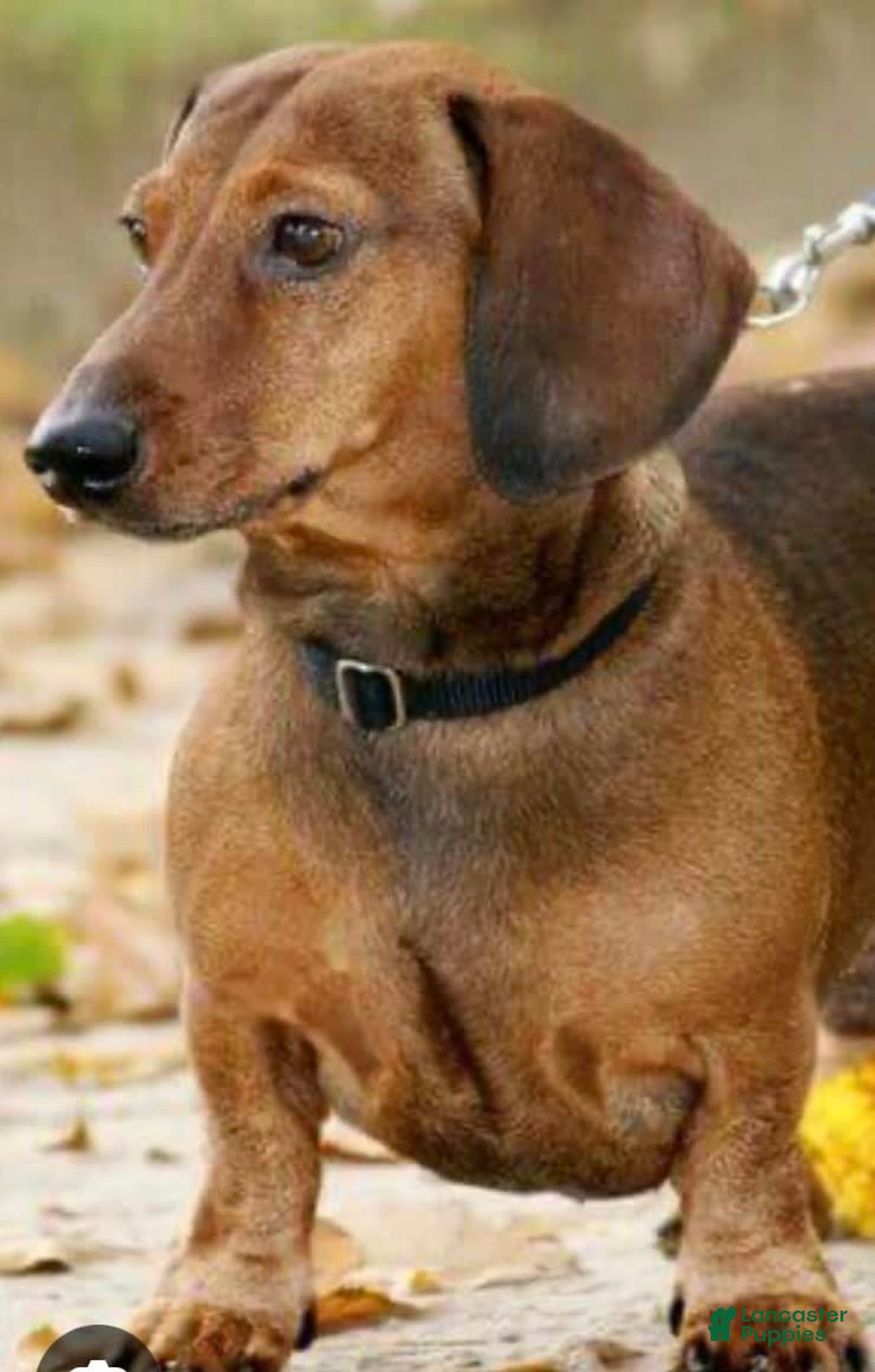 Dachshund dogs for sale: Midnight - Image 5