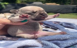French Bulldog dogs for sale: French Bulldog 4 puppies - Image 7
