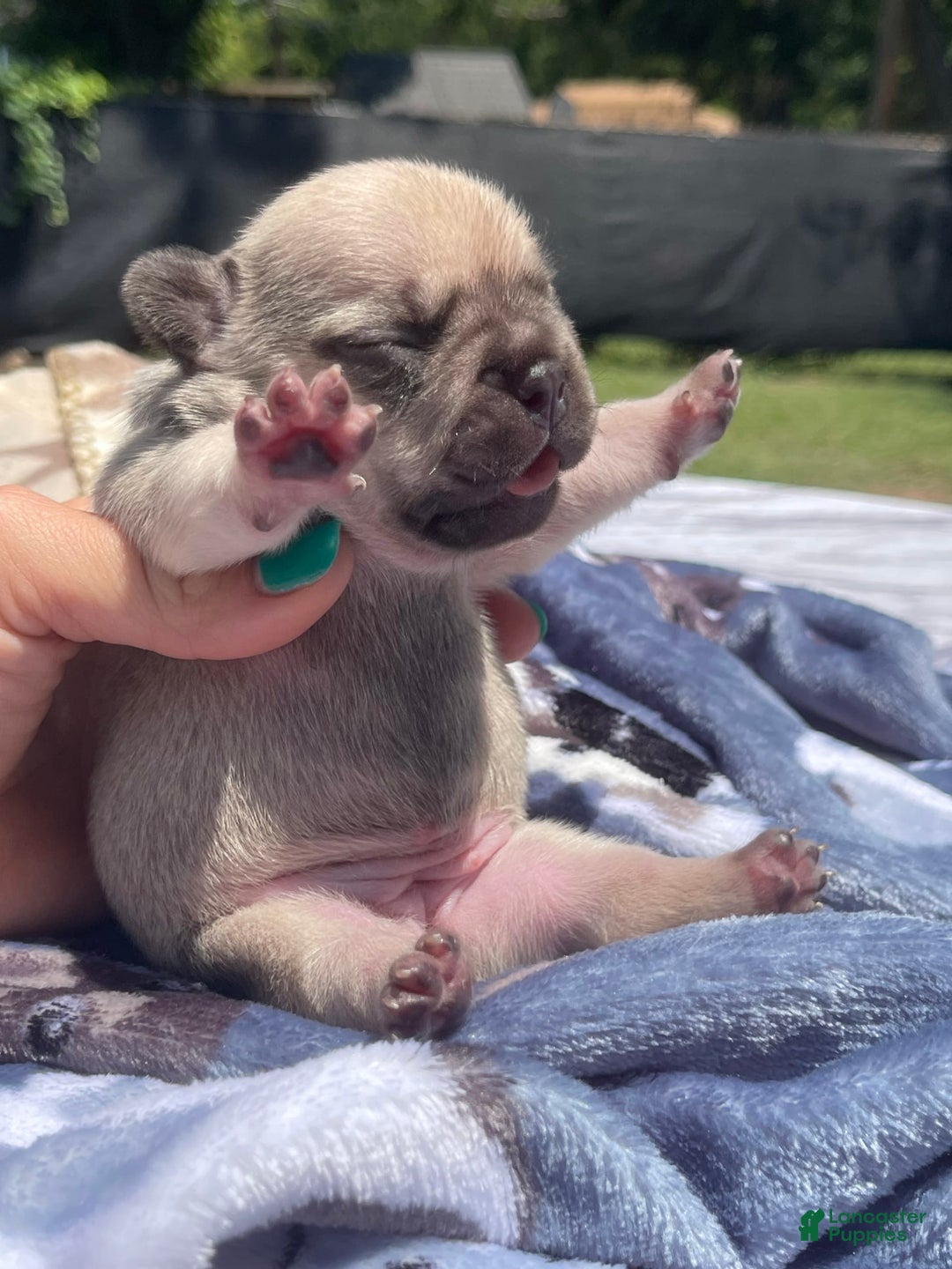 French Bulldog dogs for sale: French Bulldog 4 puppies - Image 7