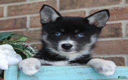 Pomsky dogs for sale: Ava - Image 4