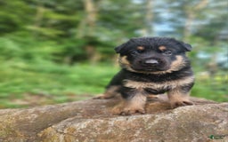 German Shepherd dogs for sale: Kimber - Image 15