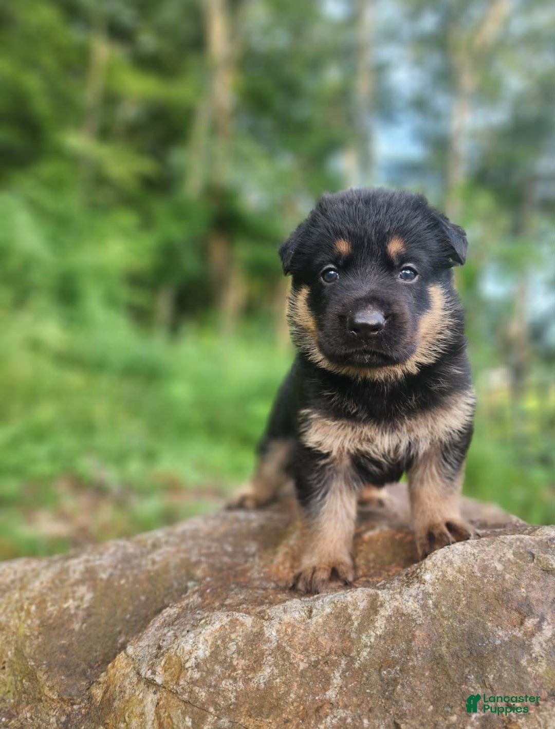 German Shepherd dogs for sale: Kimber - Image 15