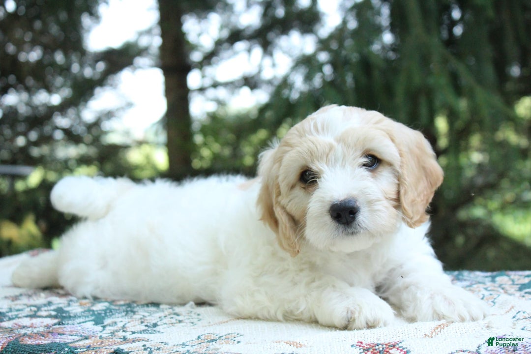 Miniature Poodle dogs for sale: Scott - Image 5
