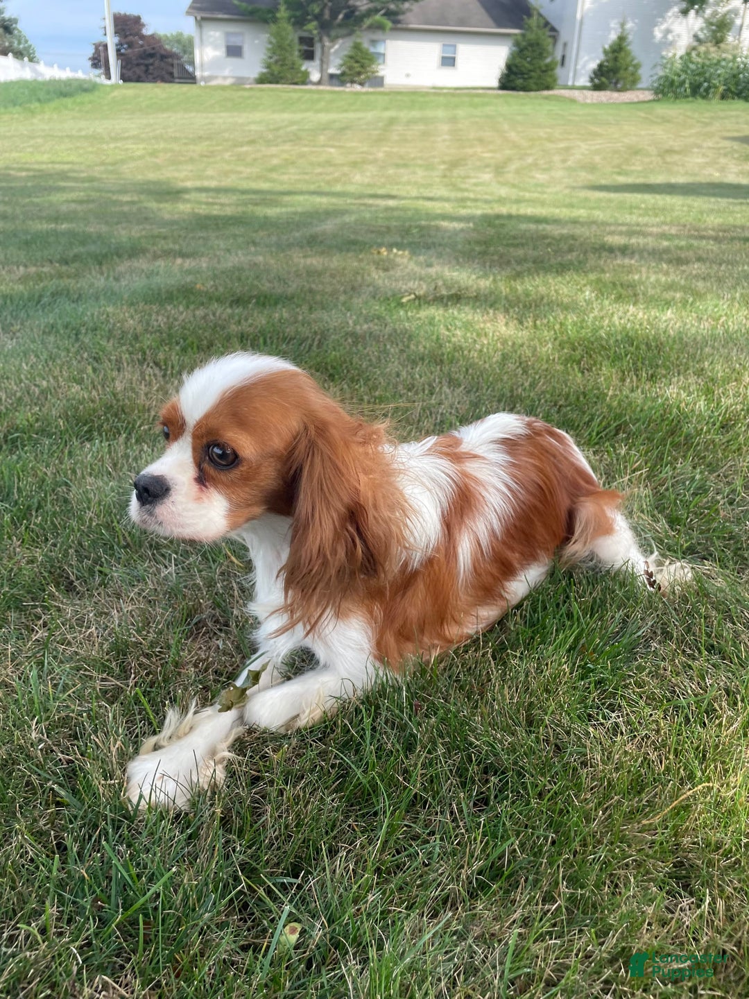 Cavapoo dogs for sale: Willow - Image 13
