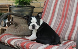 Frenchton dogs for sale: Pontiac - Image 3
