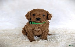 Cavapoo dogs for sale: Dusty - Image 4