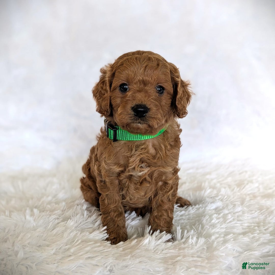 Cavapoo dogs for sale: Dusty - Image 4