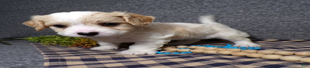 Biscuit