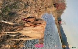 Labradoodle dogs for sale: Taz - Image 3