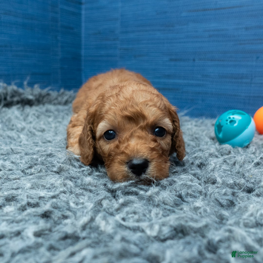 Cavapoo dogs for sale: Izaiah - Image 1