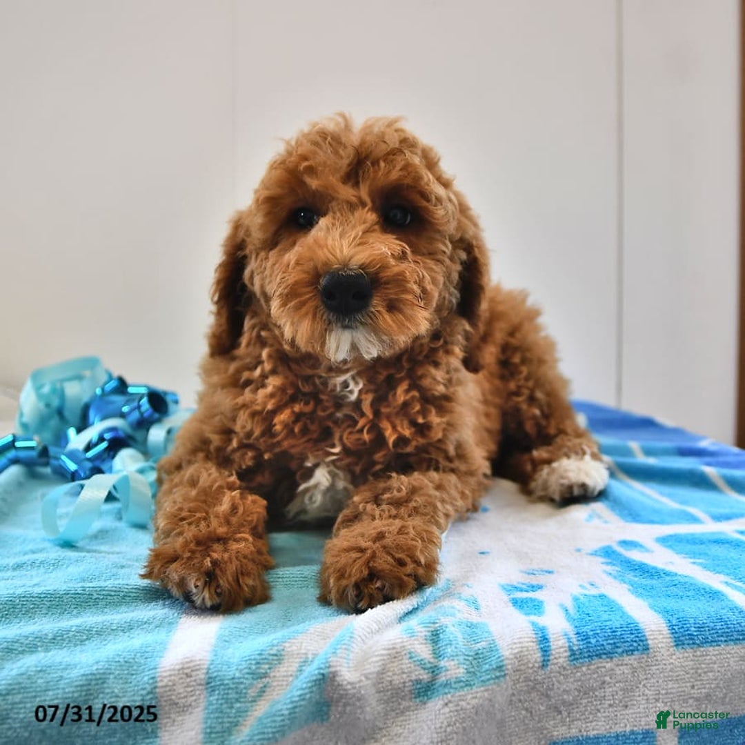 Mini Goldendoodle dogs for sale: Emily - Image 7