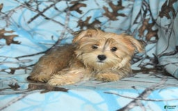 Morkie dogs for sale: Murphy - Image 20