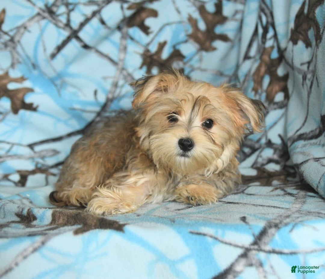 Morkie dogs for sale: Murphy - Image 20