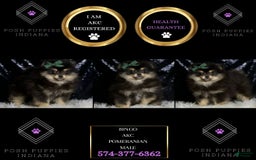 Pomeranian dogs for sale: Bingo - Image 3