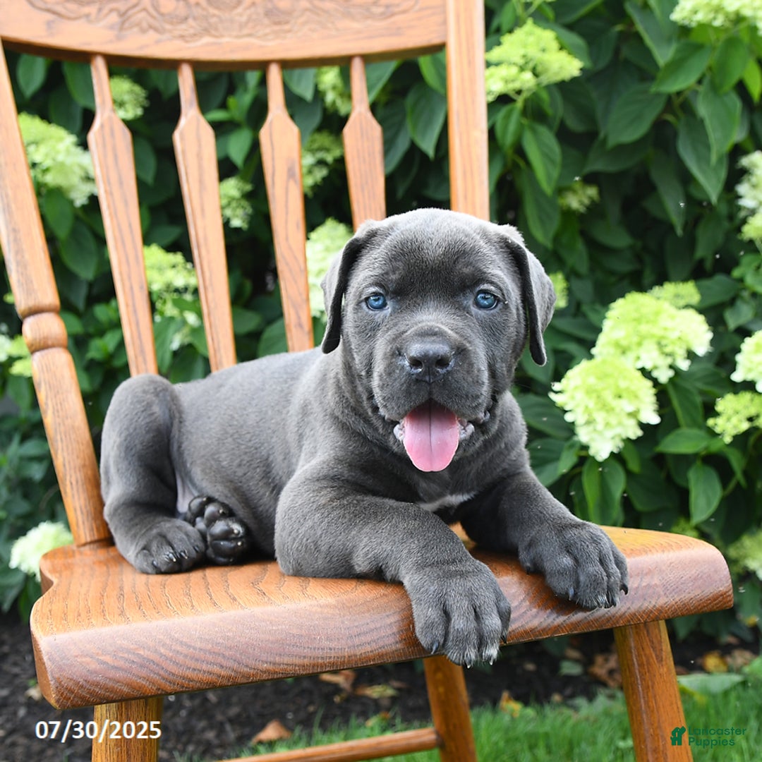 Cane Corso dogs for sale: Sophie - Image 5