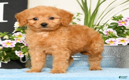 Mini Goldendoodle dogs for sale: Queenie - Image 5