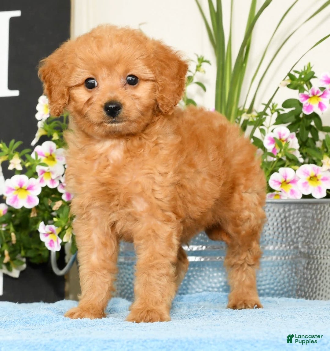 Mini Goldendoodle dogs for sale: Queenie - Image 5