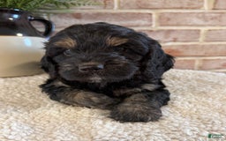 Cockapoo dogs for sale: Diva - Image 16