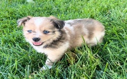 Mini Aussiedoodle dogs for sale: Jasmine - Image 2