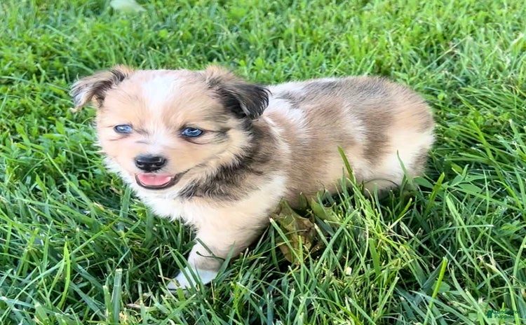 Mini Aussiedoodle dogs for sale - Ad 4
