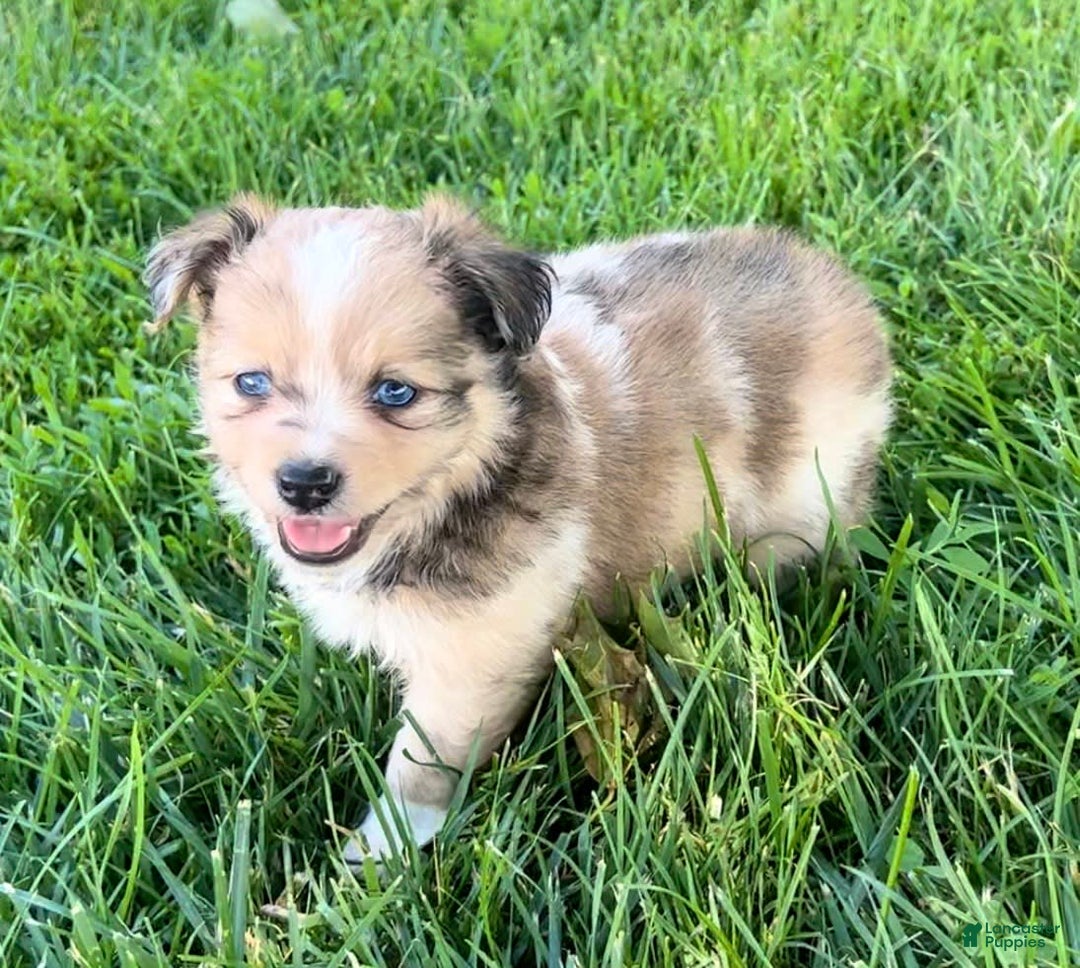 Mini Aussiedoodle dogs for sale: Jasmine - Image 2
