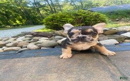 French Bulldog dogs for sale: Rocky - Image 8