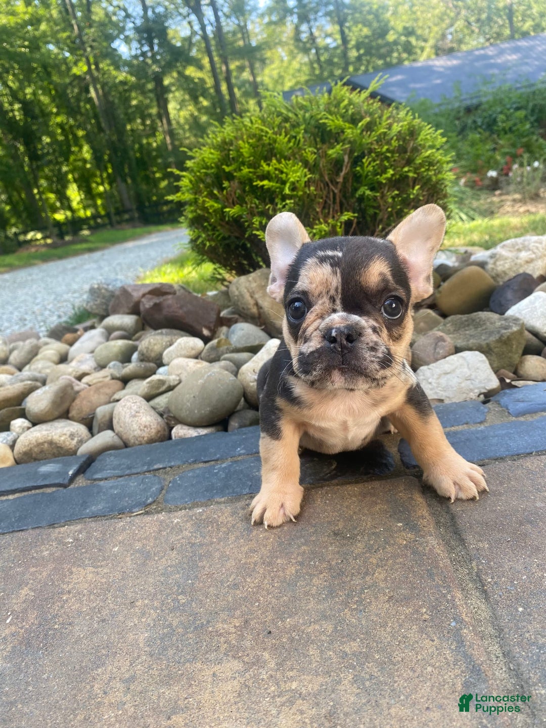 French Bulldog dogs for sale: Rocky - Image 8