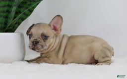 French Bulldog dogs for sale: Hadley - Image 13