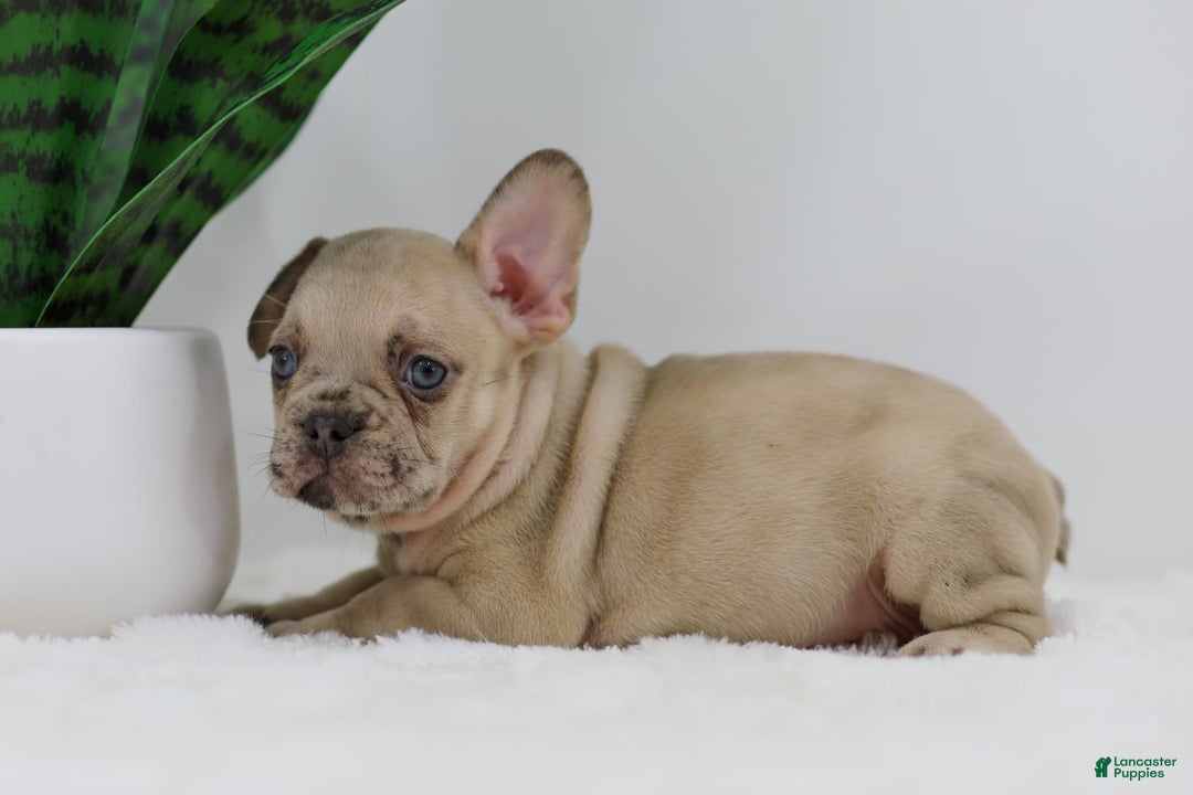 French Bulldog dogs for sale: Hadley - Image 13