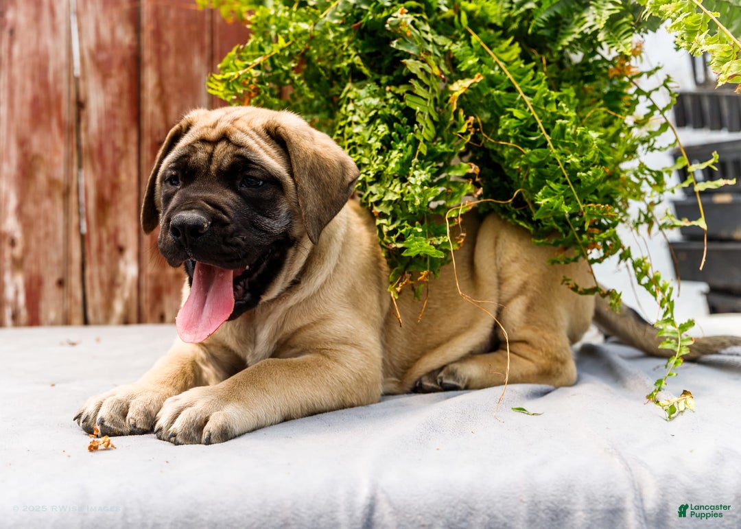 English Mastiff dogs for sale: Horace - Image 11