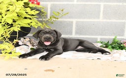 Cane Corso dogs for sale: Indie - Image 5