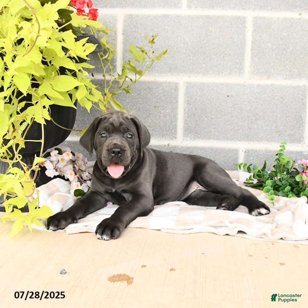 Cane Corso dogs for sale: Indie - Image 5