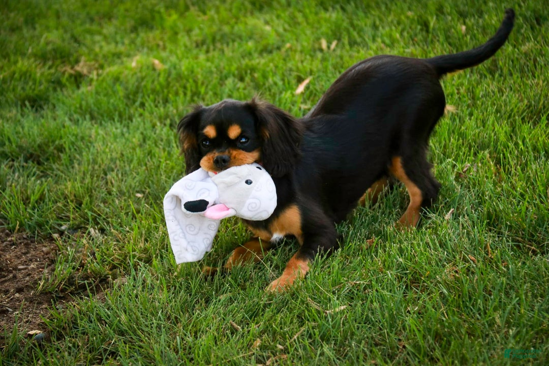 Cavalier King Charles Spaniel dogs for sale: Pluto - Image 9