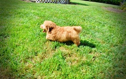 Havapoo dogs for sale: Ember - Image 2