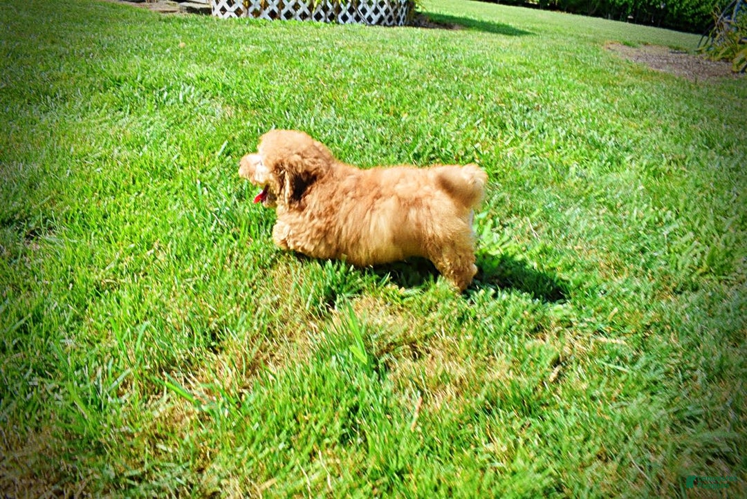 Havapoo dogs for sale: Ember - Image 2