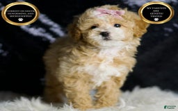 Maltipoo dogs for sale: Willow - Image 1