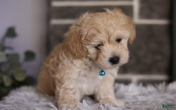 Maltipoo dogs for sale: Yogi - Image 1
