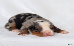 Mini Bernedoodle dogs for sale: Maya - Image 2