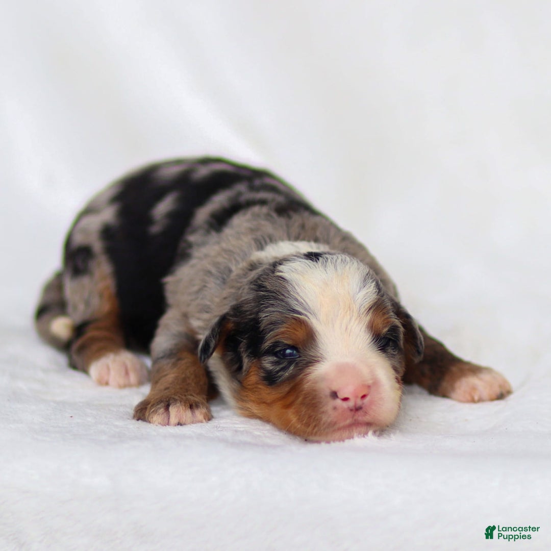 Mini Bernedoodle dogs for sale: Maya - Image 2