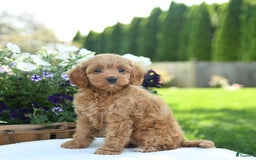 Cavapoo dogs for sale: Reeses - Image 5