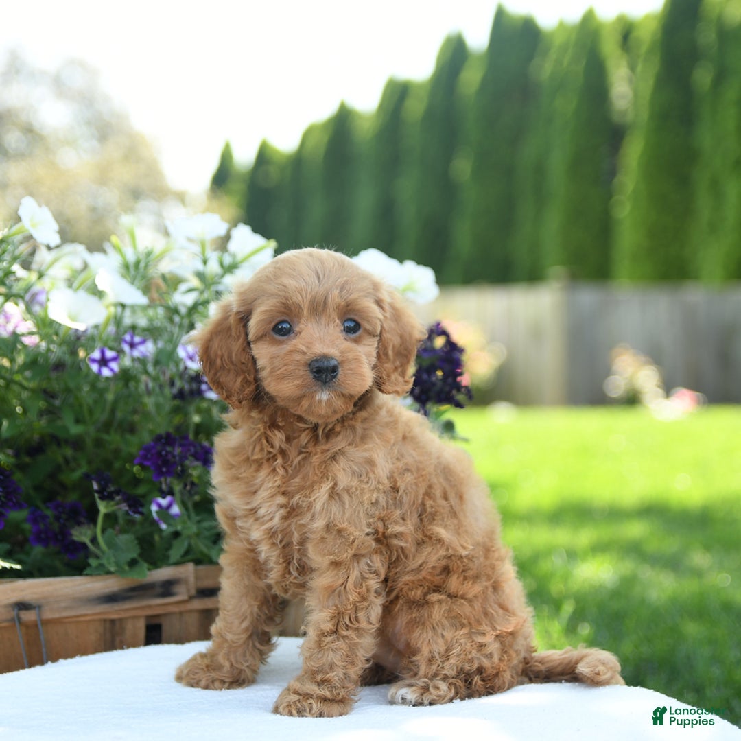 Cavapoo dogs for sale: Reeses - Image 5