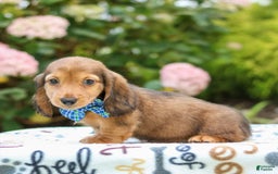 Miniature Dachshund dogs for sale: Rusty - Image 6
