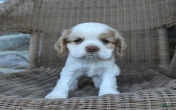 Cocker Spaniel dogs for sale: Royal - Image 1
