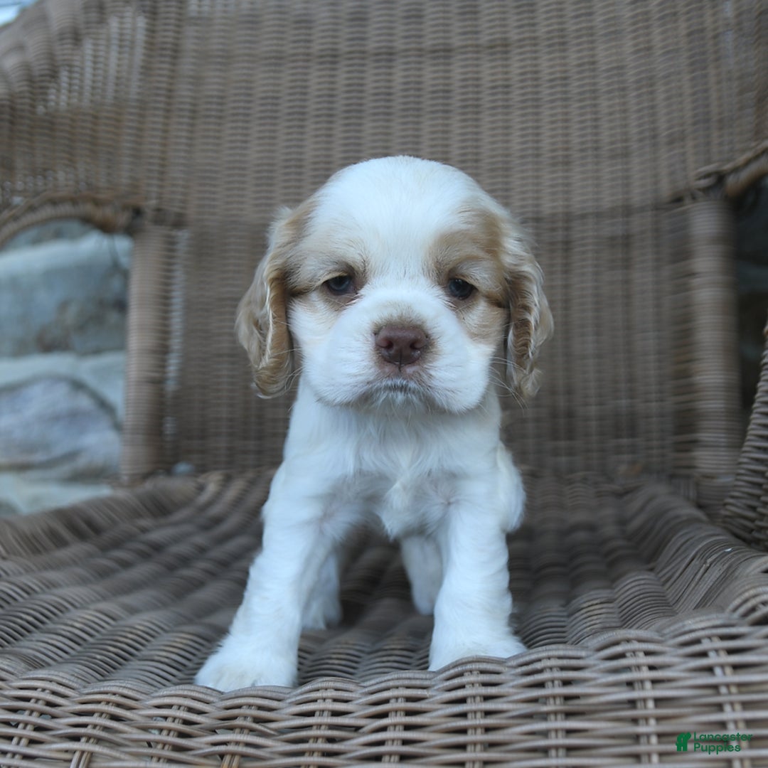 Cocker Spaniel dogs for sale: Royal - Image 1