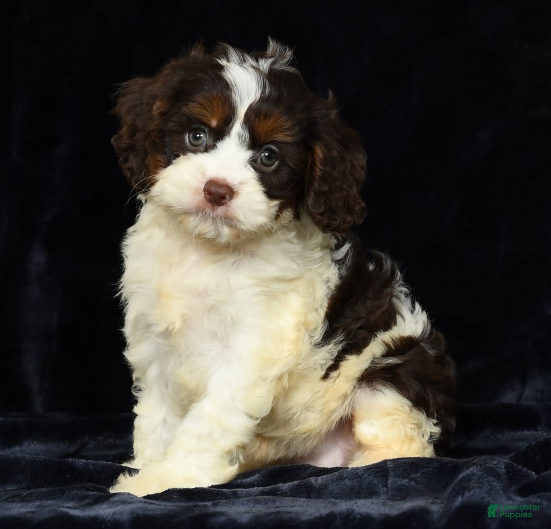 Cavapoo dogs for sale: Julia - Image 9