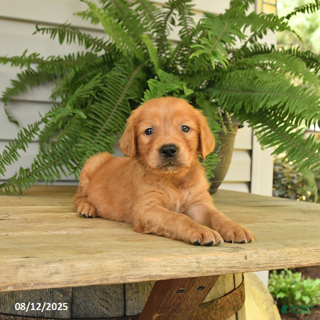 Golden Retriever dogs for sale: Marty - Image 5