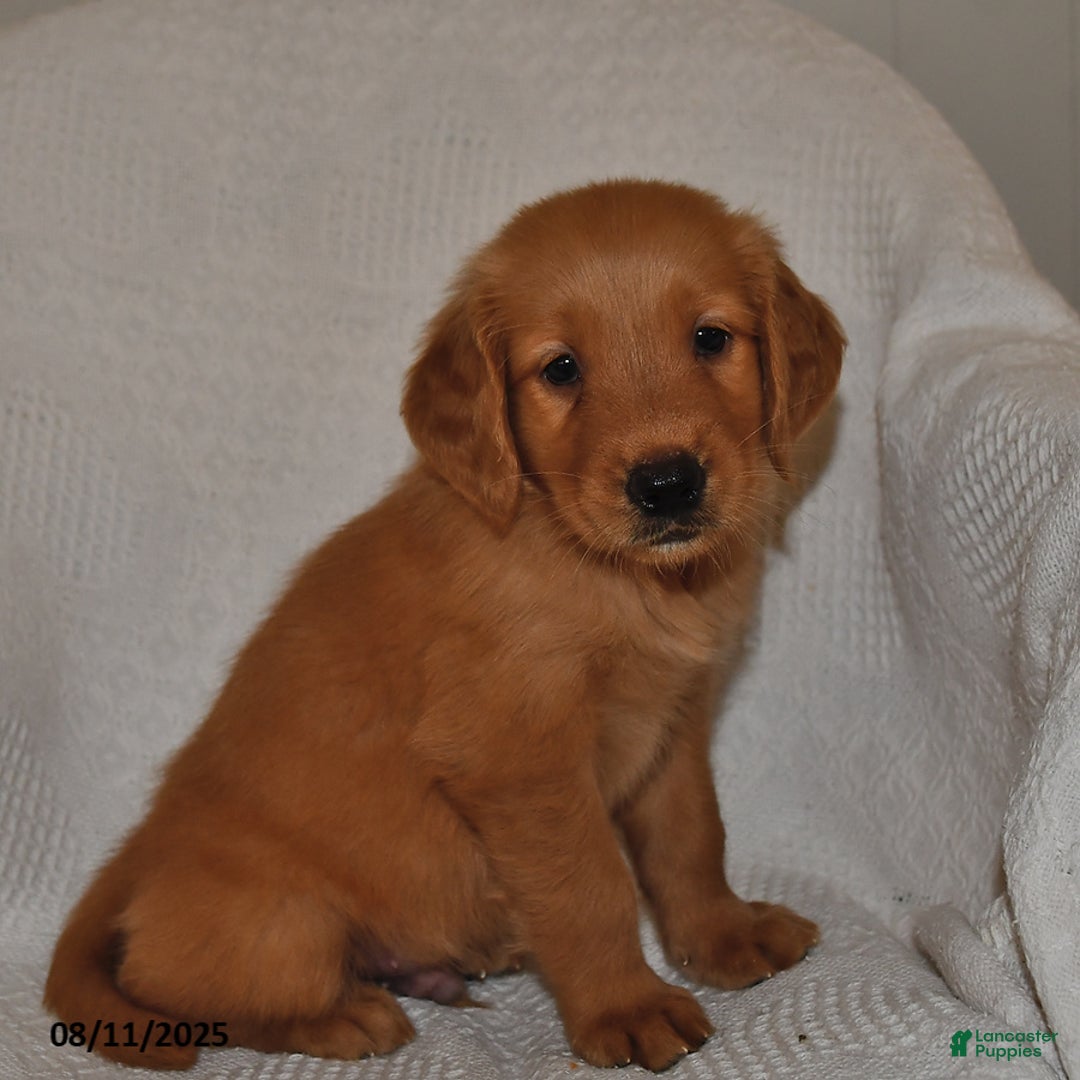 Golden Retriever dogs for sale: Finn - Image 4