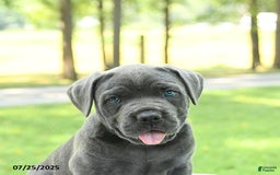 Cane Corso dogs for sale: Sparrow - Image 4