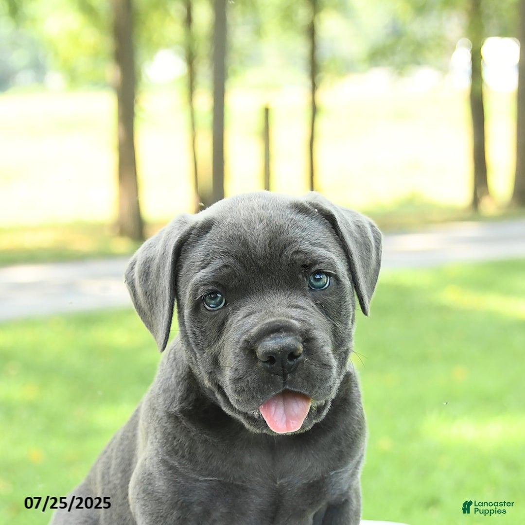 Cane Corso dogs for sale: Sparrow - Image 4