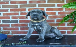 Cane Corso dogs for sale: Lilac - Image 5